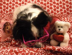 Tired Papillon Boo Boo