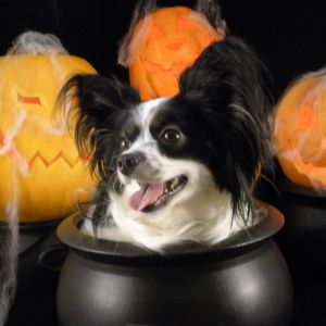 Halloween Papillon Boo Boo