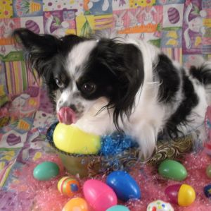 Easter Papillon Boo Boo